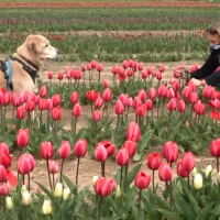 Explore el campo de 500,000 tulipanes en la granja Manorville